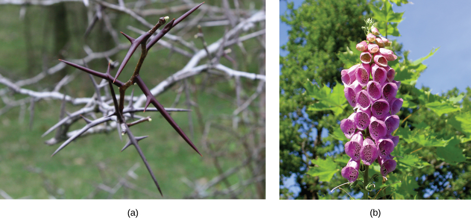 Photo (a) shows the long, sharp thorns of a honey locust tree. Photo (b) shows the pink, bell-shaped flowers of a foxglove.