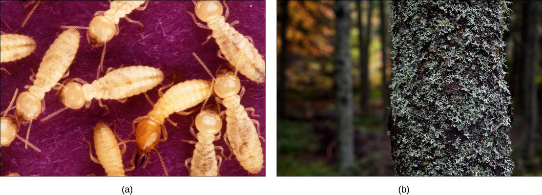 Photo (a) shows yellow termites, and photo (b) shows a tree covered with lichen.