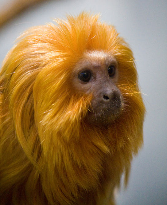 Photo shows the head and neck of a golden lion tamarin, a small monkey with a bare, flesh-colored face and plentiful long golden hair like a lion’s mane.