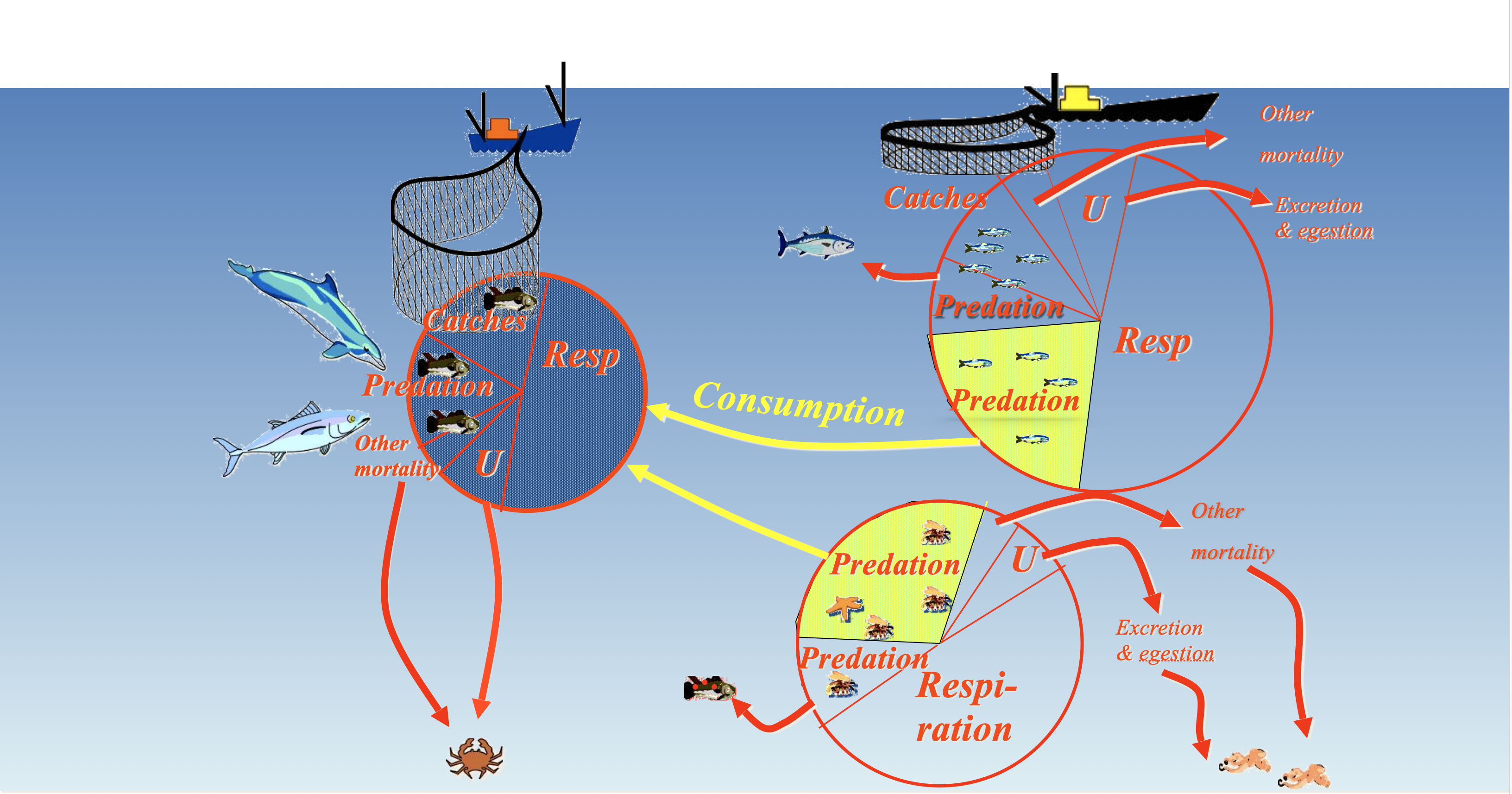 This is a fairly complex figure illustrating how Ecopath obtains mass balance. The focus is an intermediate predator for whom the consumption "pie" is illustrated. The predator eats two prey, small pelagics and benthos, and it is emphasized that the area of the predator "pie" has to match the area that the predator takes out of the two prey "pies". This means that we can use information about the predator (i.e. consumption and diet composition) to tell us how much the predator must eat of the two prey types. All of the "pies" are divided into components illustrating the two Ecopath master equations. First that Consumption = production + unassimilated food + respiration. And the second production = predation + catches + other mortality + net migration and biomass accumulation (though the last two terms are not shown on the figure). The production term for the two prey types restricts how much food the predator may be able to get. It adds constraints, and that's the key to mass balance, indeed to modelling overall. It means we can use information about prey productivity to constrain the possible consumption by the predator and vice versa we can use predator demand to set constraints for how big the prey production must be.