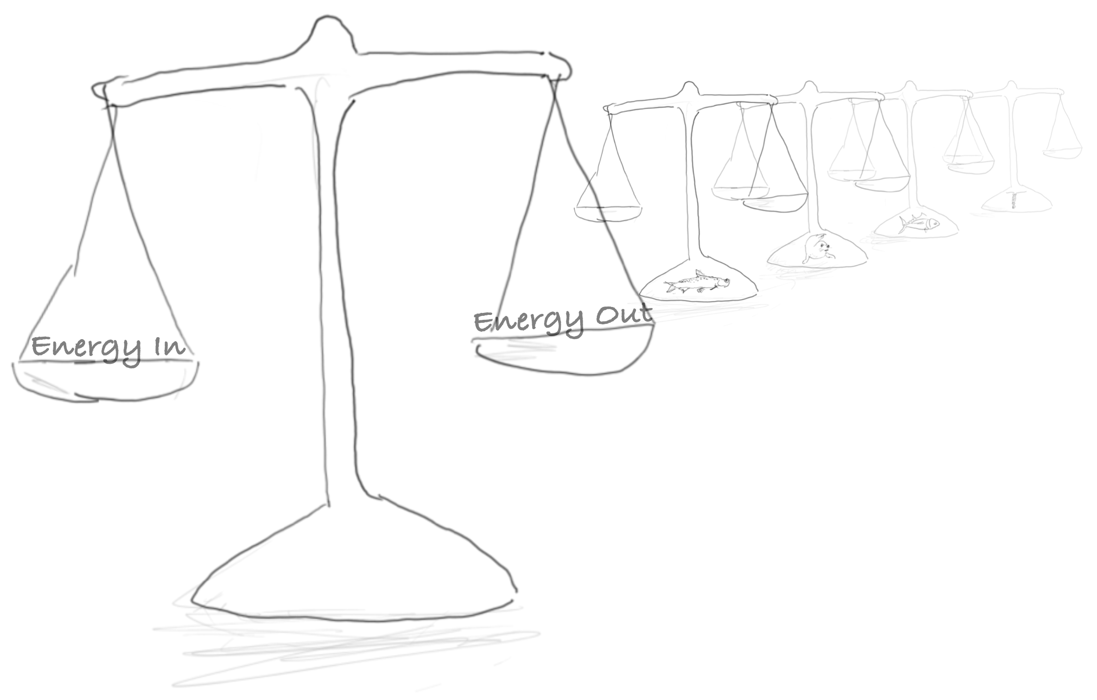 The figure shows mass balance as an old-fashion balance scale where one side says "Energy In" and the other "Energy out". The two sides must balance, that's in the Laws of Thermodynamics. There is such a balance illustrated for a number of groups, in Ecopath for each functional group in a model. The idea is that energy out for a prey relates to energy in for its predators. That is, we can use information about prey production to constrain predator consumption, and vice versa.