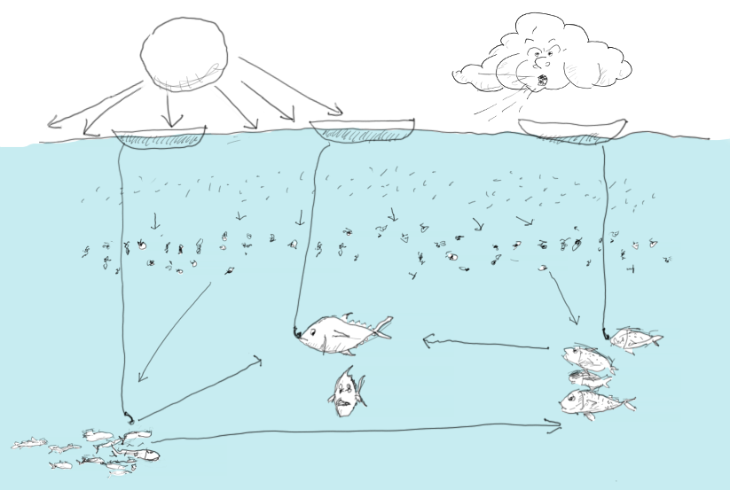 The figure shows fish in a simple ocean food web, and also that the juvenile and small fish feed on plankton, which in turn feeds on phytoplankton, which in turn is impacted by the sun and the weather, both of which is illustrated. There are also boats fishing. Overall the figure is saying that in order to replicate the ecosystem history we need to understand the food web, and how it has been, is, and will be impacted by the environment and by humans.