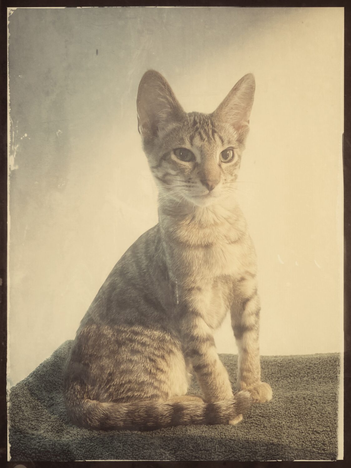 Cover image for FLO Blended at Camosun