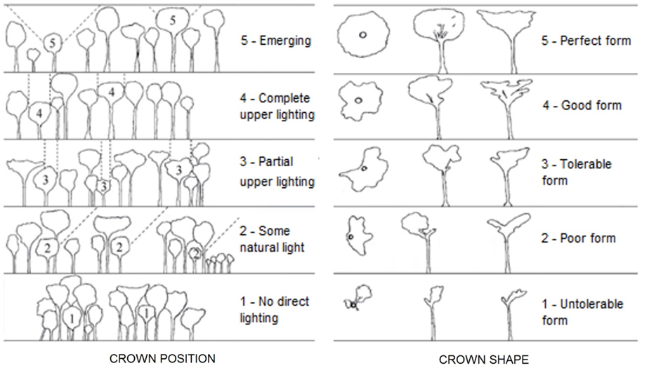 Figure 5.2.2. Crown exposure categories and crown form classes.