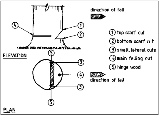 Figure 8.1.1. Proper felling technique.