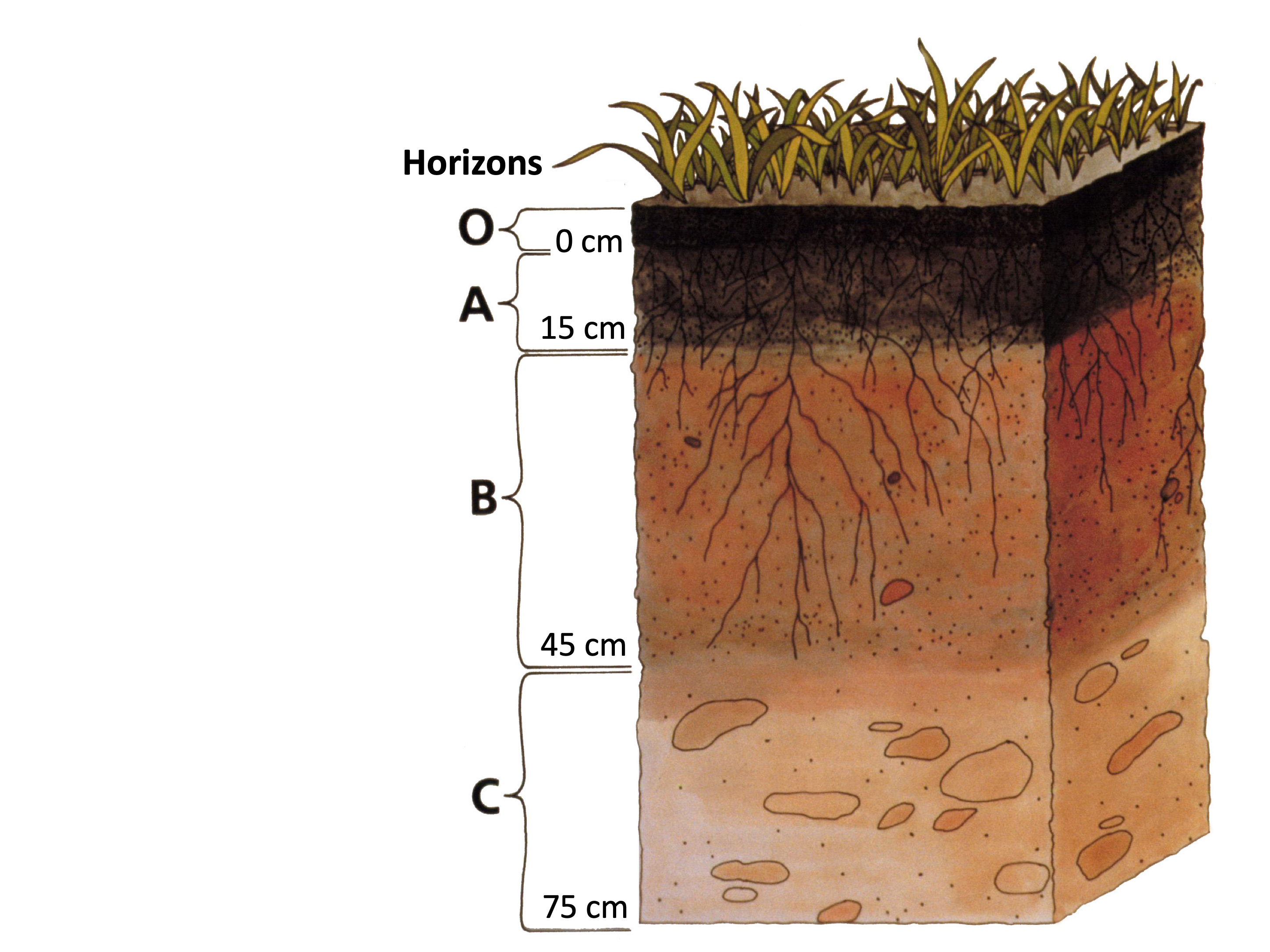 Механические части почвы. Структура почвы почвенные горизонты. Слои почвенного профиля. Строение почвенного профиля. Перегнойно аккумулятивный Горизонт.