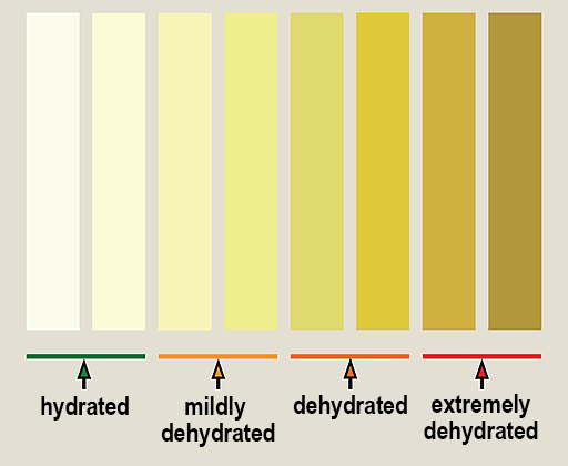 From the lightest colour to the darkest, urine hydration level is hydrated, mildly hydrated, dehydrated and extremely dehydrated.