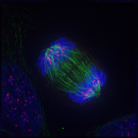 Image shows a cell in anaphase of mitosis. The image is taken using immunoflourescence microscopy and components of the cell including spindle fibers and genetic material show as vivid blues and greens.