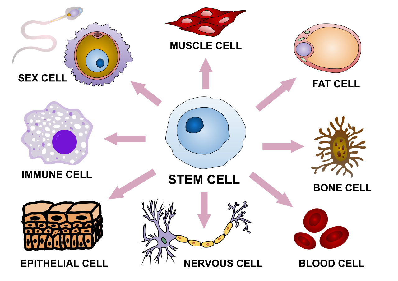 5 9 Regulation Of Gene Expression – Human Biology – Excerpts For Bbio 053