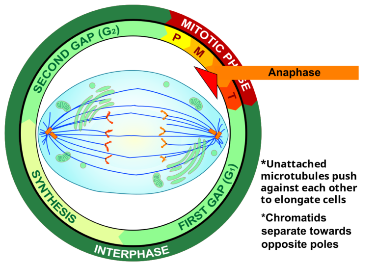 4.13 Mitosis and Cytokinesis – Human Biology – Excerpts for BBIO 053