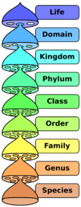 A diagram of the levels of classification of living things. In order: Life, Domain, Kingdom, Phylum, Class, Order, Family, Genus, Species
