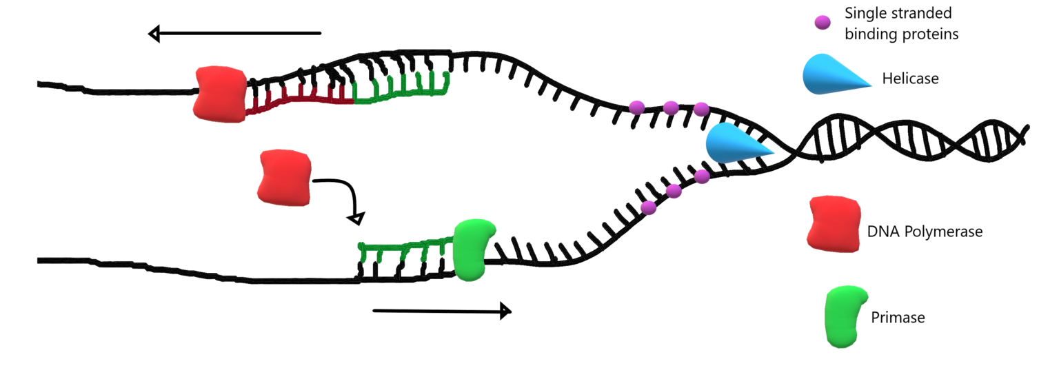 54 Dna Replication Human Biology Excerpts For Bbio 053 9076