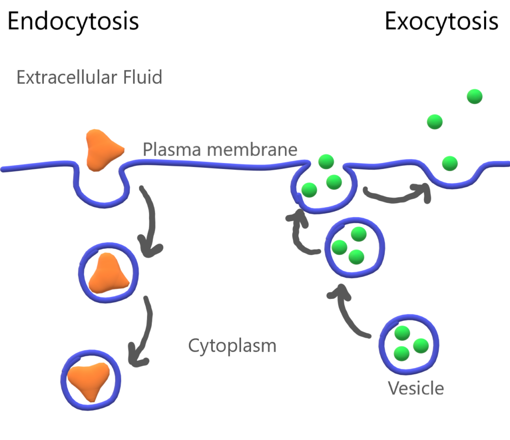 4.8 Active Transport – Human Biology – Excerpts for BBIO 053