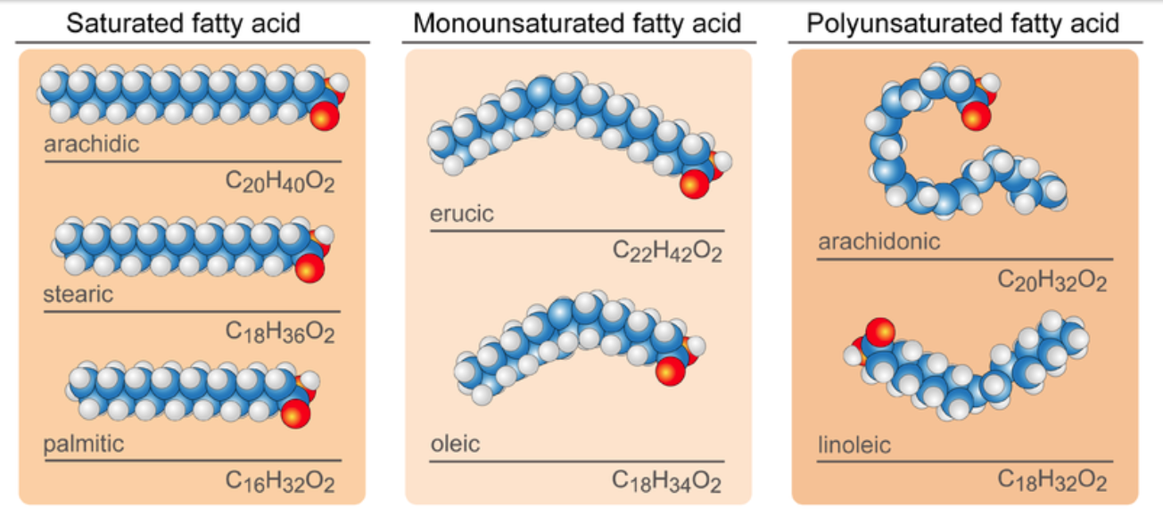 Diagram shows examples of the shapes of different types of fatty acids. Saturated fatty acids form long straight chains. Monounsaturated fatty acids have a slight curve and saturated fatty acids can have multiple curves or bends.