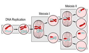 5.12 Sexual Reproduction, Meiosis, And Gametogenesis – Human Biology ...