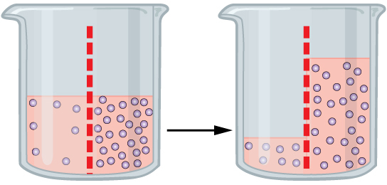 Diagram shows a time lapse of the contents of a beaker. The beaker's contents are separated into two with a semi-permeable membrane. One the left side of the beaker, there is a solution with low amount of solutes. One the right side of the beaker, there is a solution with a high amount of solutes. The second half of the diagram shows the same beaker after time has passed. Since the solutes could not move through the semi-permeable membrane, the water (the solvent) has moved to the right side, leaving less solution on the left side, but equalizing the concentrations of the two sides.