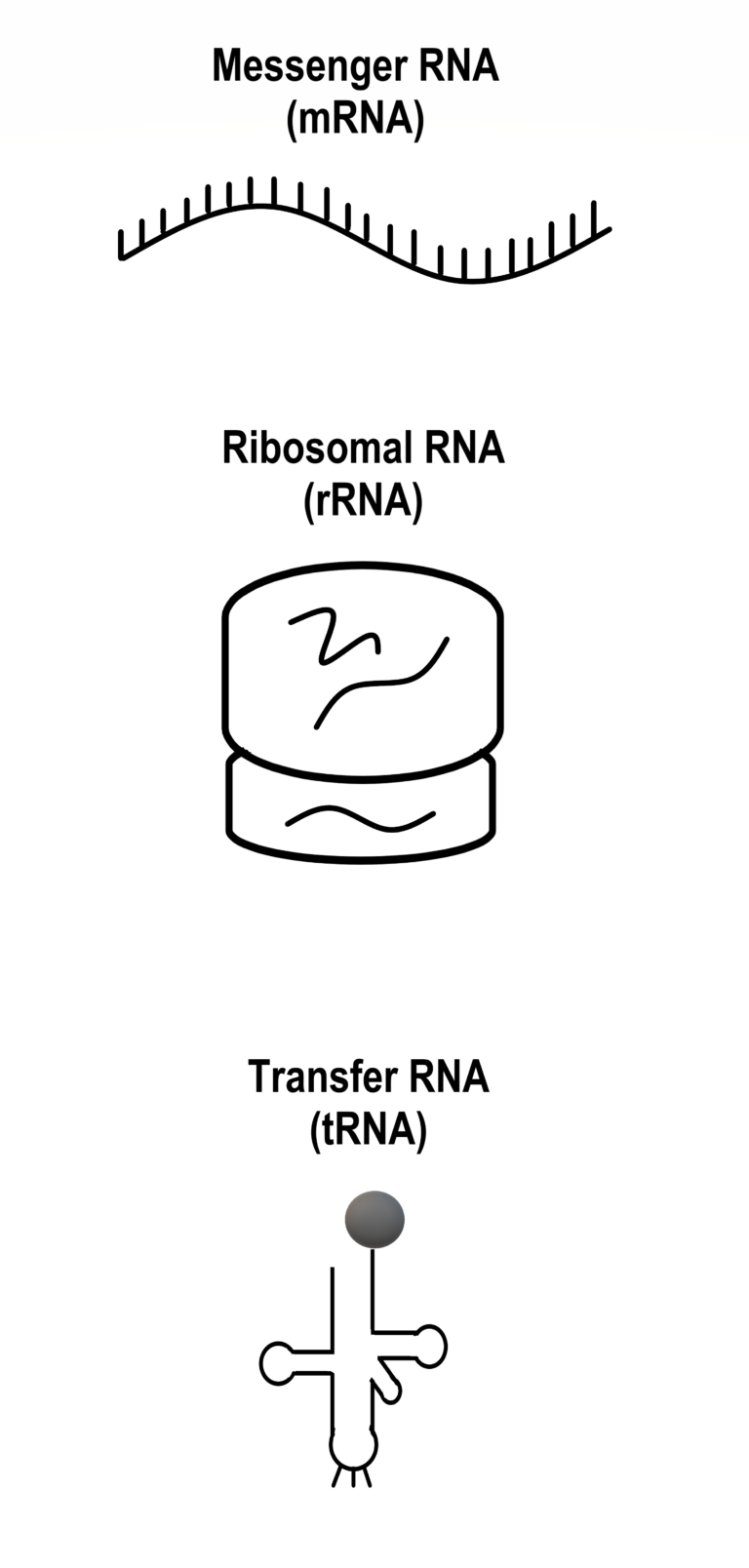 5 5 Rna – Human Biology – Excerpts For Bbio 053