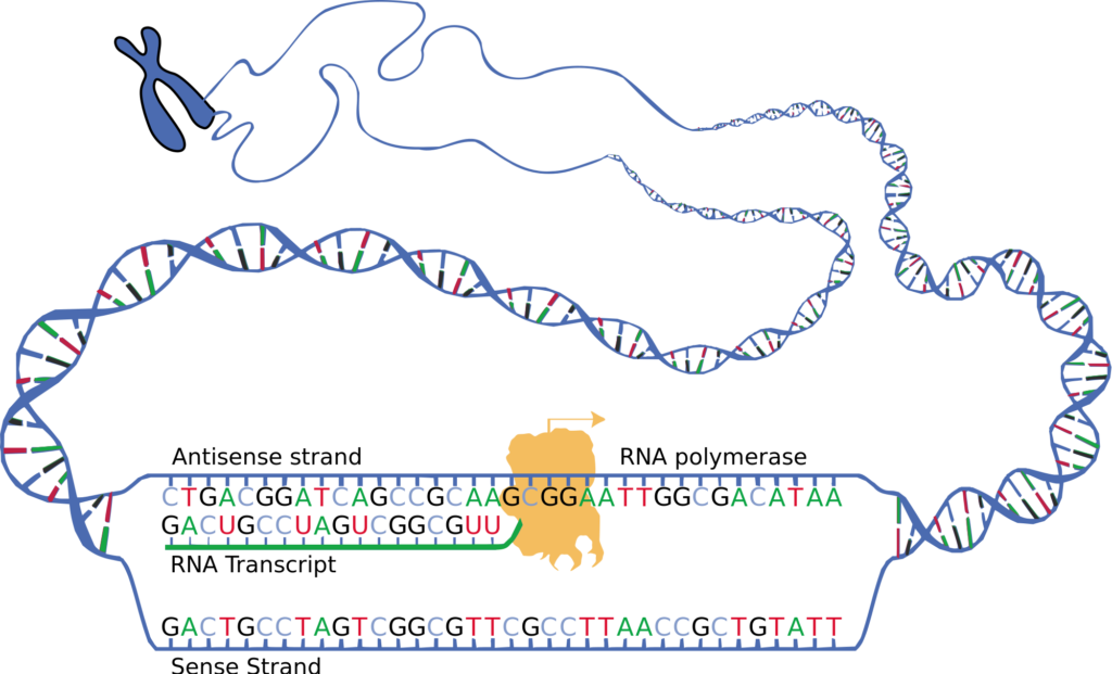 57 Protein Synthesis Human Biology Excerpts For Bbio 053 3172