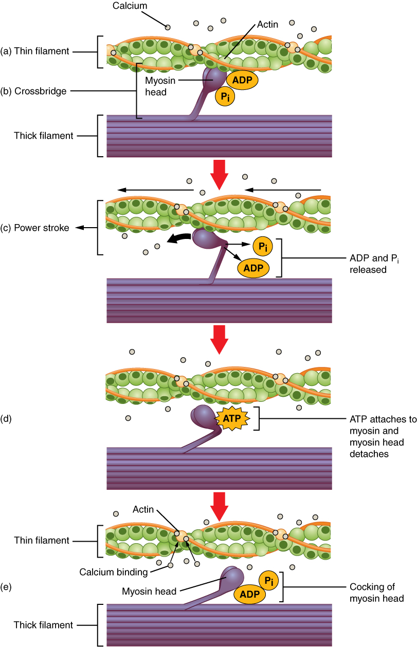 9 3 Muscle Fiber Contraction And Relaxation Biomechanics Of Human 