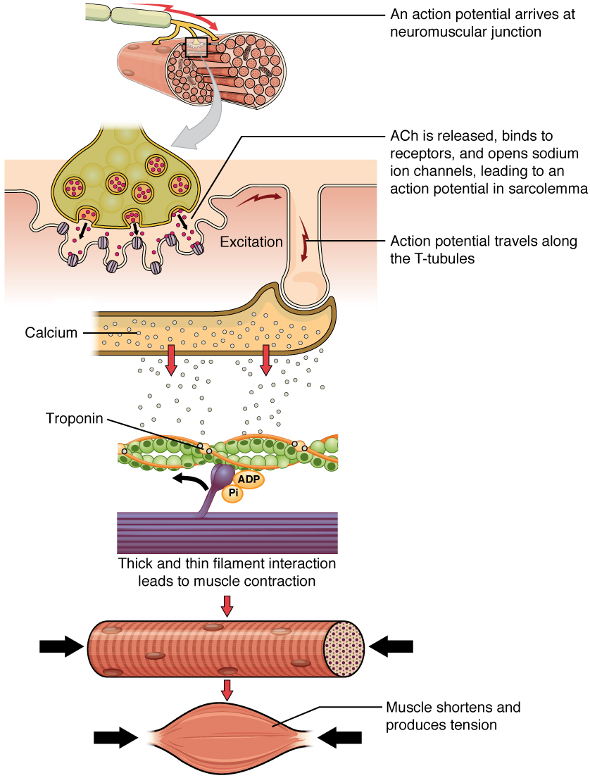 9-3-muscle-fiber-contraction-and-relaxation-biomechanics-of-human