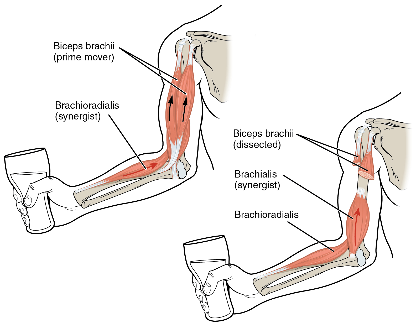 This diagram shows two separate hands holding a glass of liquid. The biceps muscles are highlighted in pink.