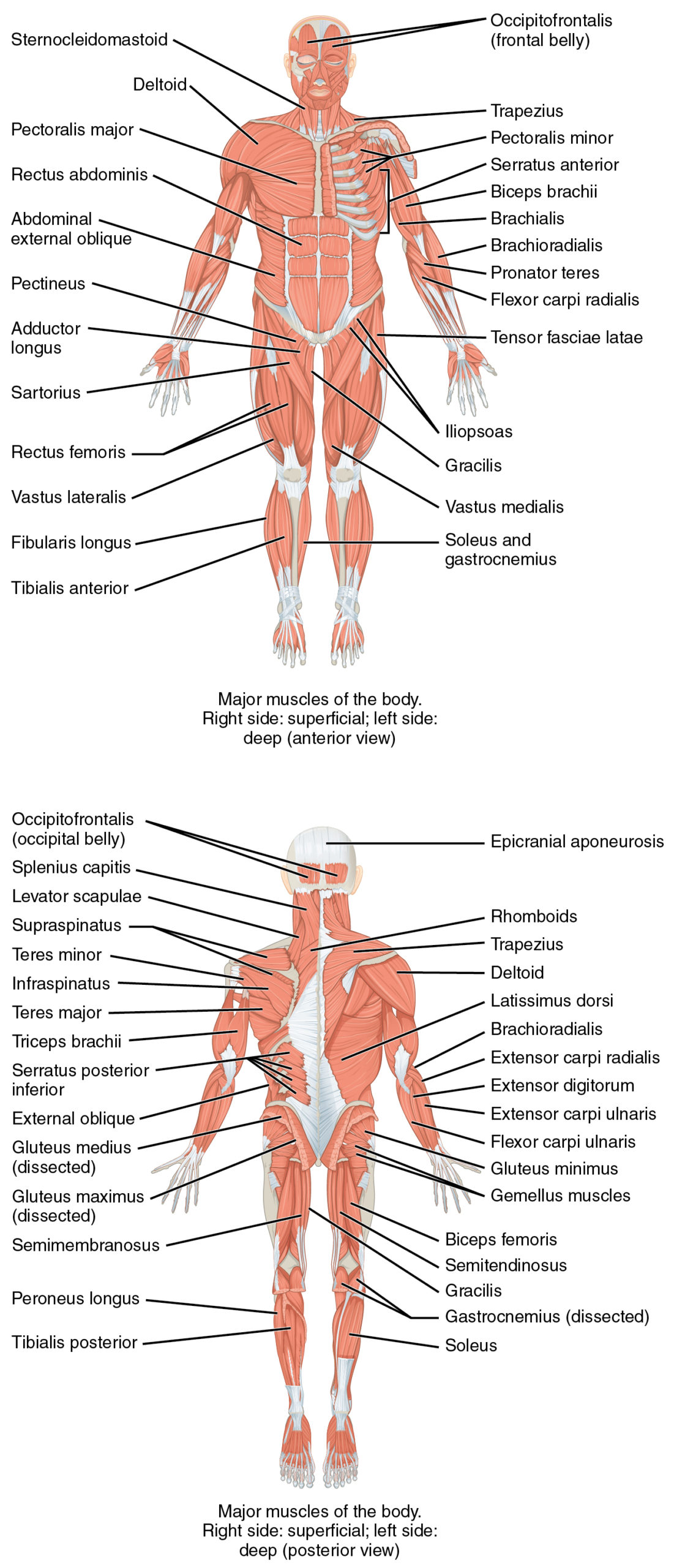 The top panel shows the anterior view of the human body with the major muscles labeled. The bottom panel shows the posterior view of the human body with the major muscles labeled.