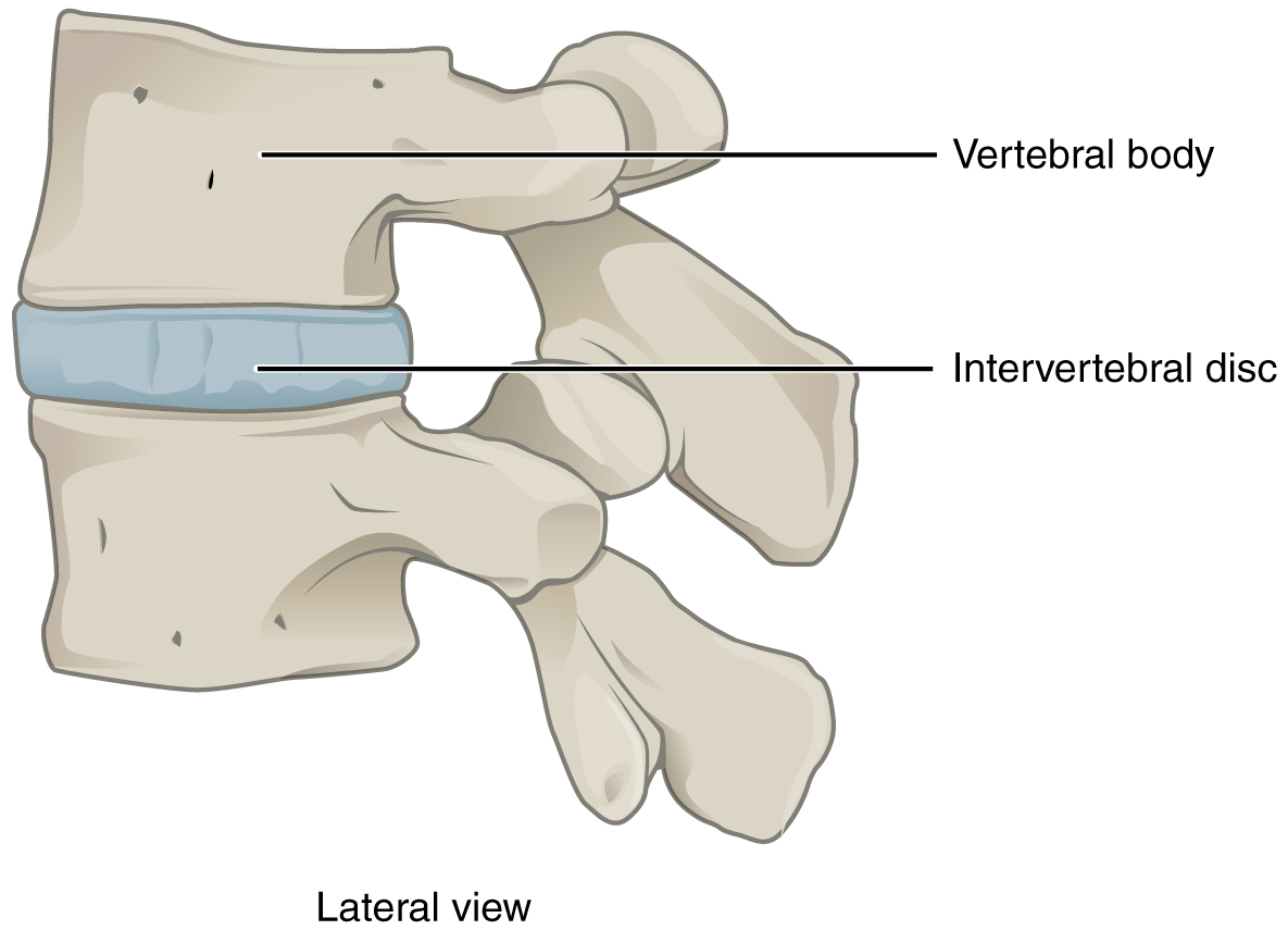 This image shows the lateral view of the intervertebral disc located between two vertebral discs.