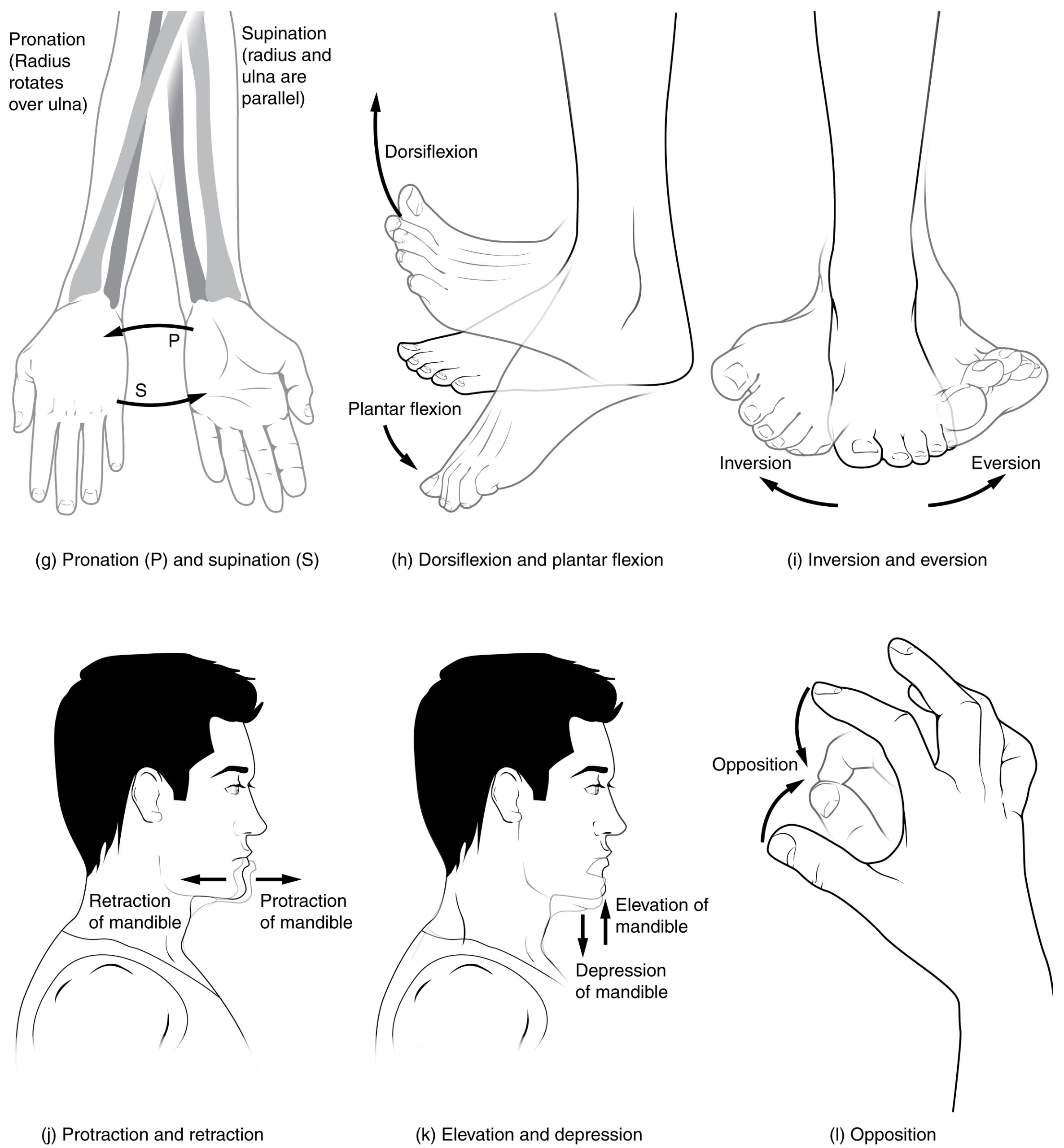 Protraction Anatomy