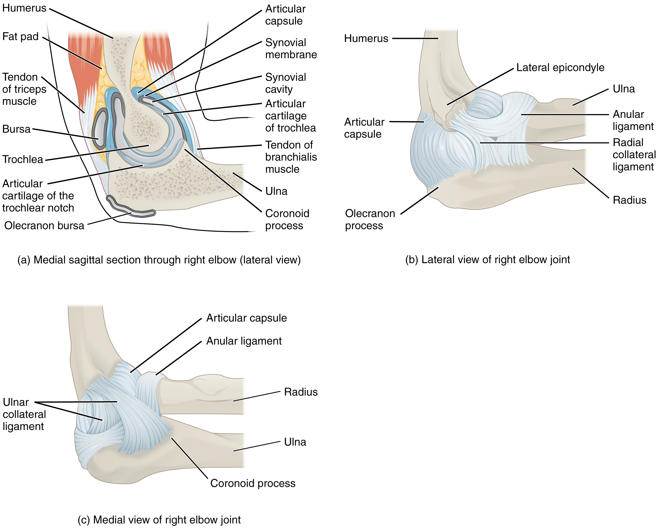 This figure shows the structure of the elbow joint. The top, left panel shows the medial sagittal section of the right elbow joint. The top, right panel shows the lateral view of the right elbow joint, and the bottom, left panel shows the medial view of the right elbow joint.
