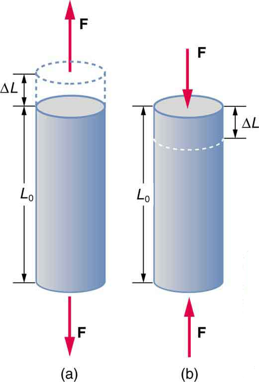 Figure a is a cylindrical rod standing on its end with a height of L sub zero. Two vectors labeled F extend away from each end. A dotted outline indicates that the rod is stretched by a length of delta L. Figure b is a similar rod of identical height L sub zero, but two vectors labeled F exert a force toward the ends of the rod. A dotted line indicates that the rod is compressed by a length of delta L.
