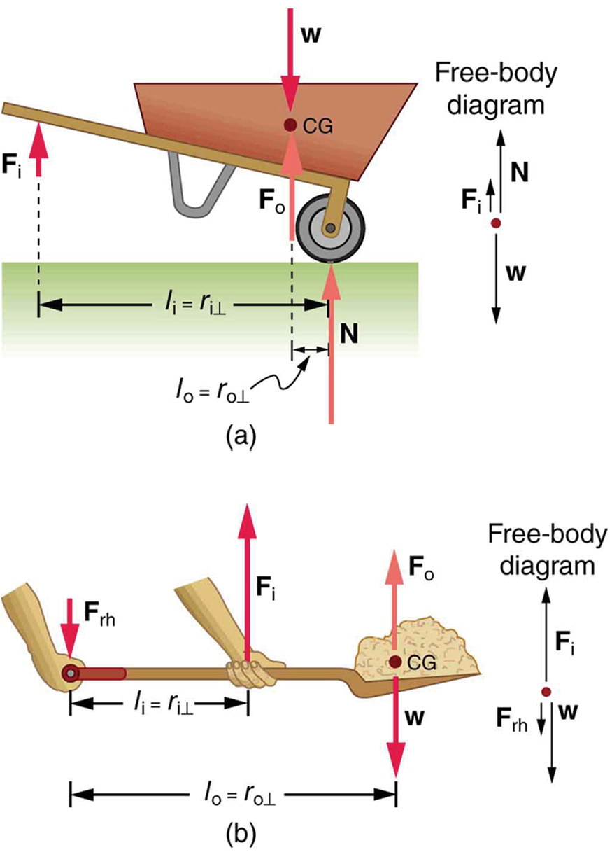 Forces and Torques in Muscles and Joints