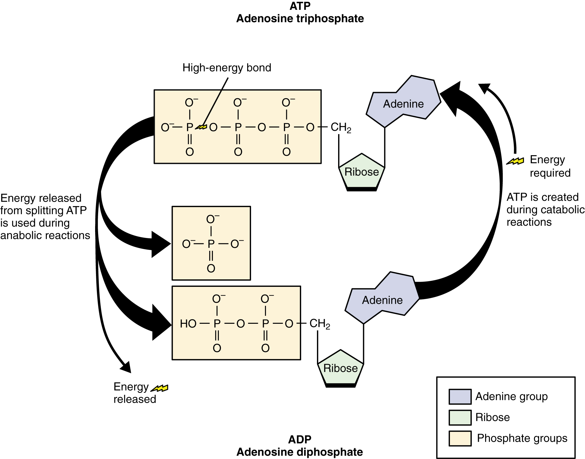 The structure of ATP