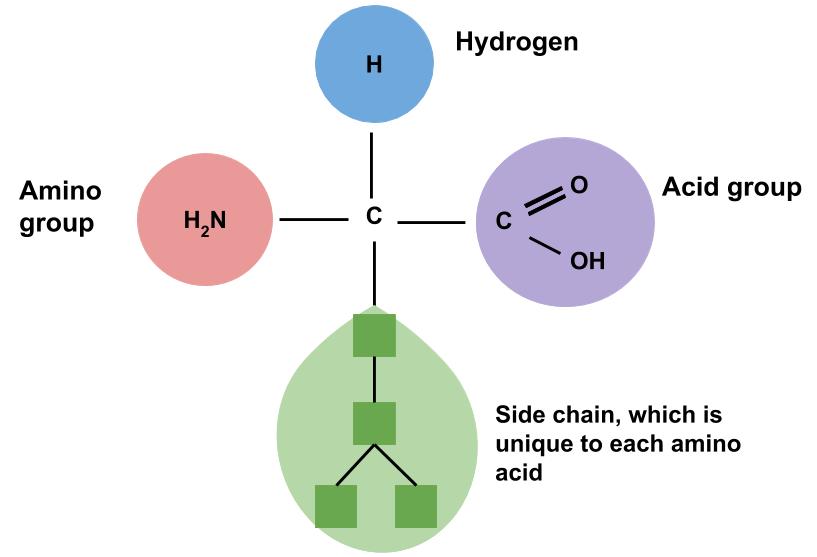 The chemical structure of an amino acid