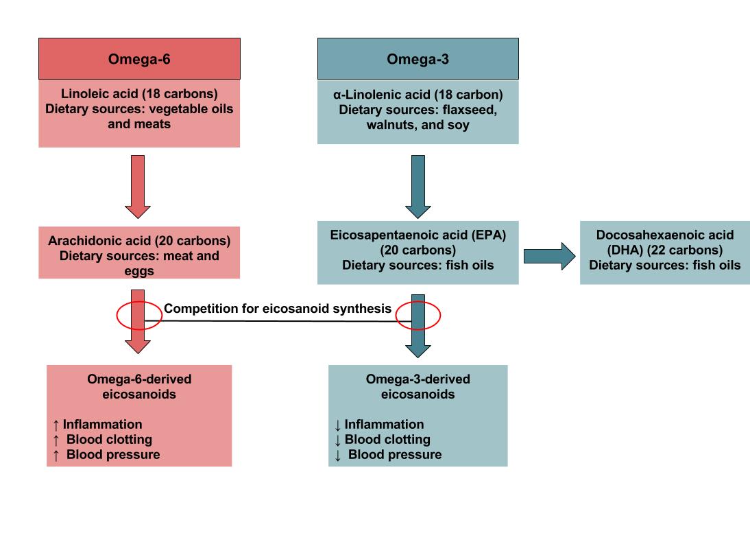 The dietary sources and functions of omega-3 and omega-6 fatty acids