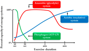 Energy system dominance based on exercise duration