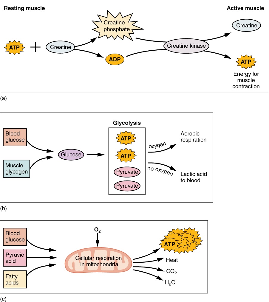 Fuel sources of ATP