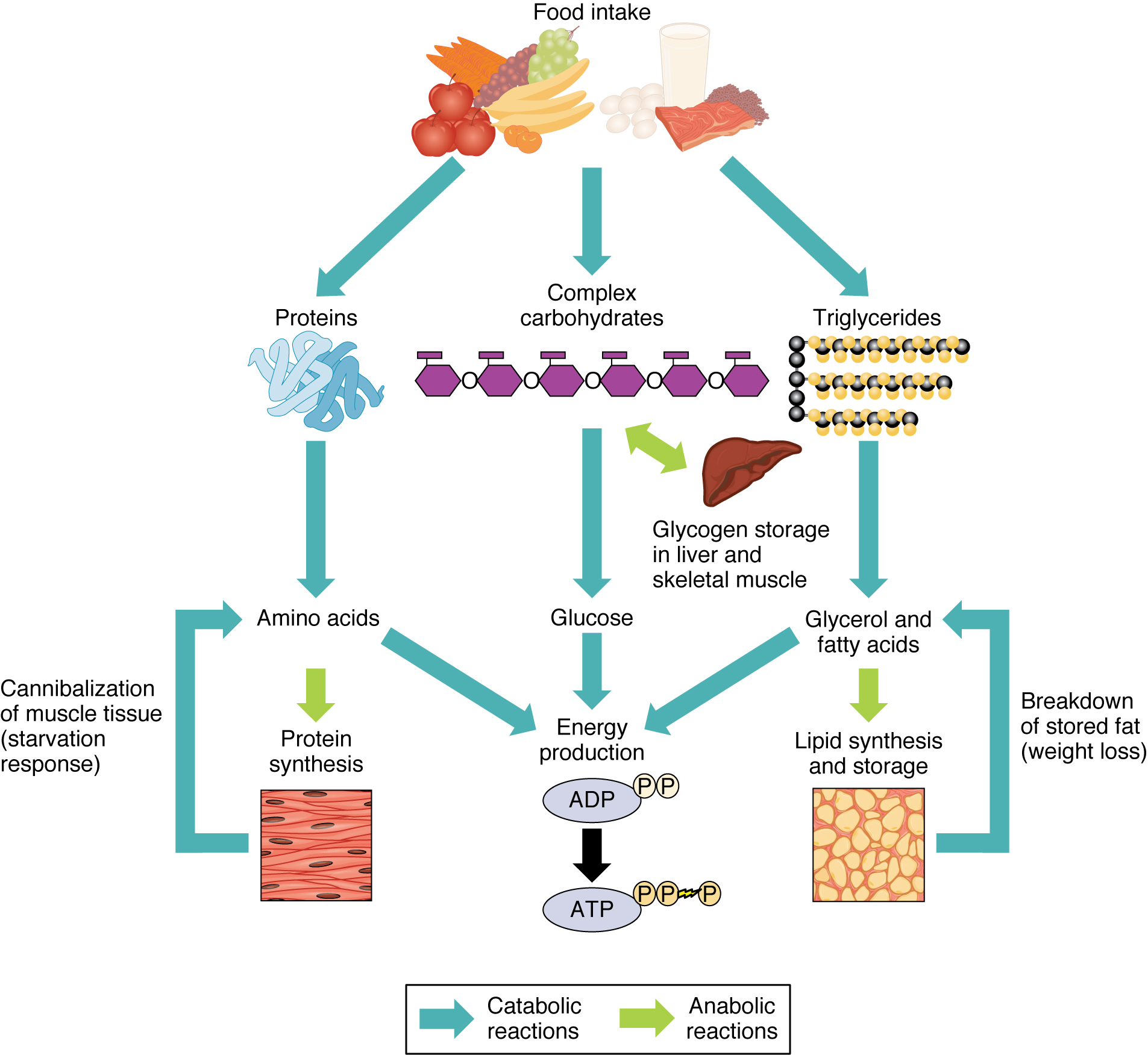 Catabolic and anabolic reactions