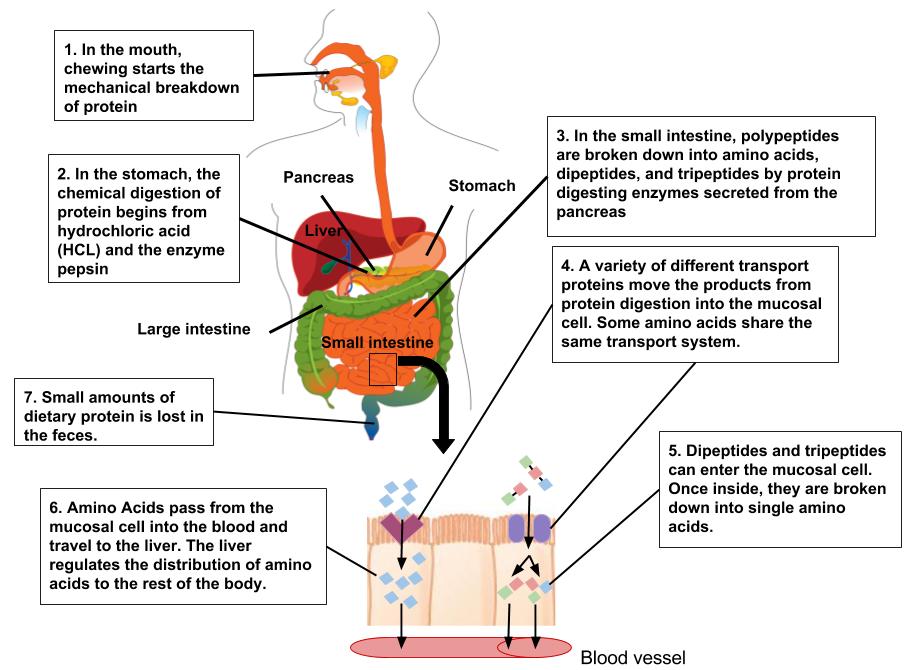 Protein digestion and absorption