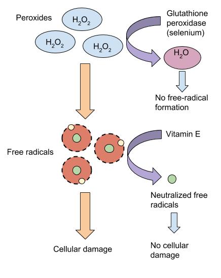 Selenium’s role in detoxifying free radicals