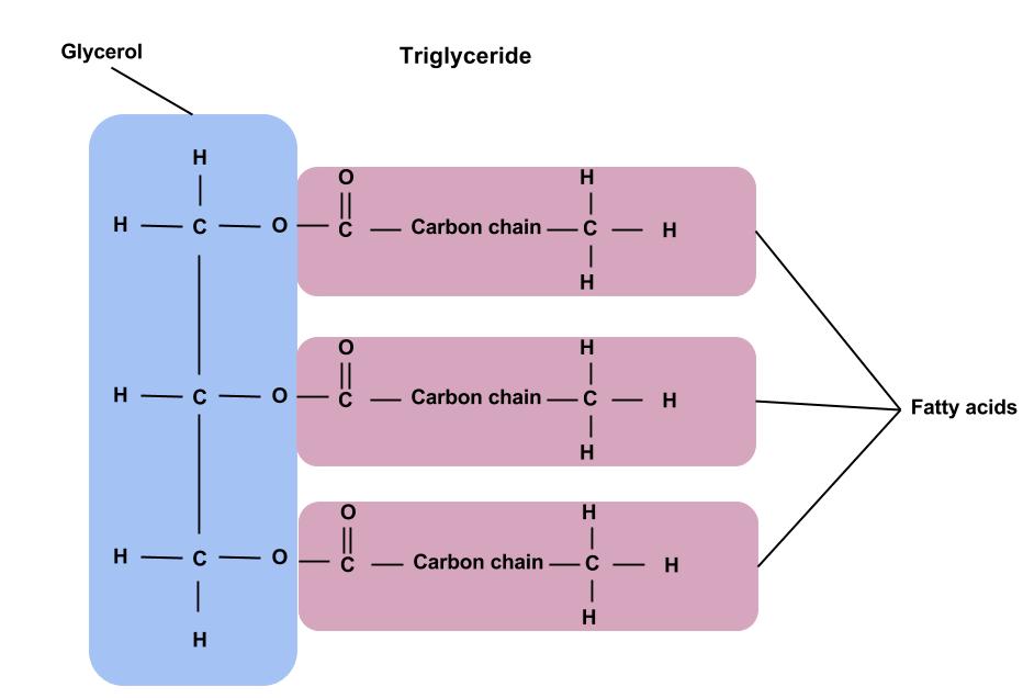 A glycerol molecule is joined by three fatty acid chains to form a triglyceride