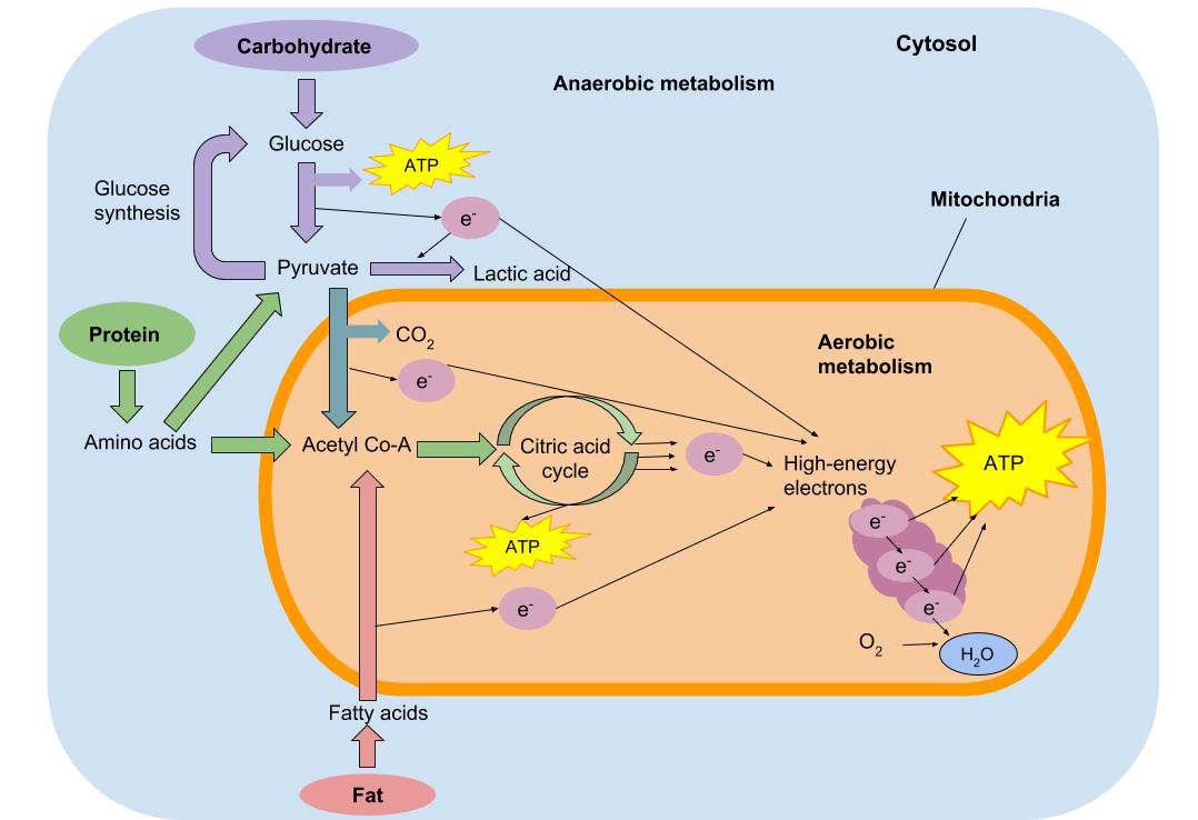 Anaerobic glycolysis and aerobic respiration