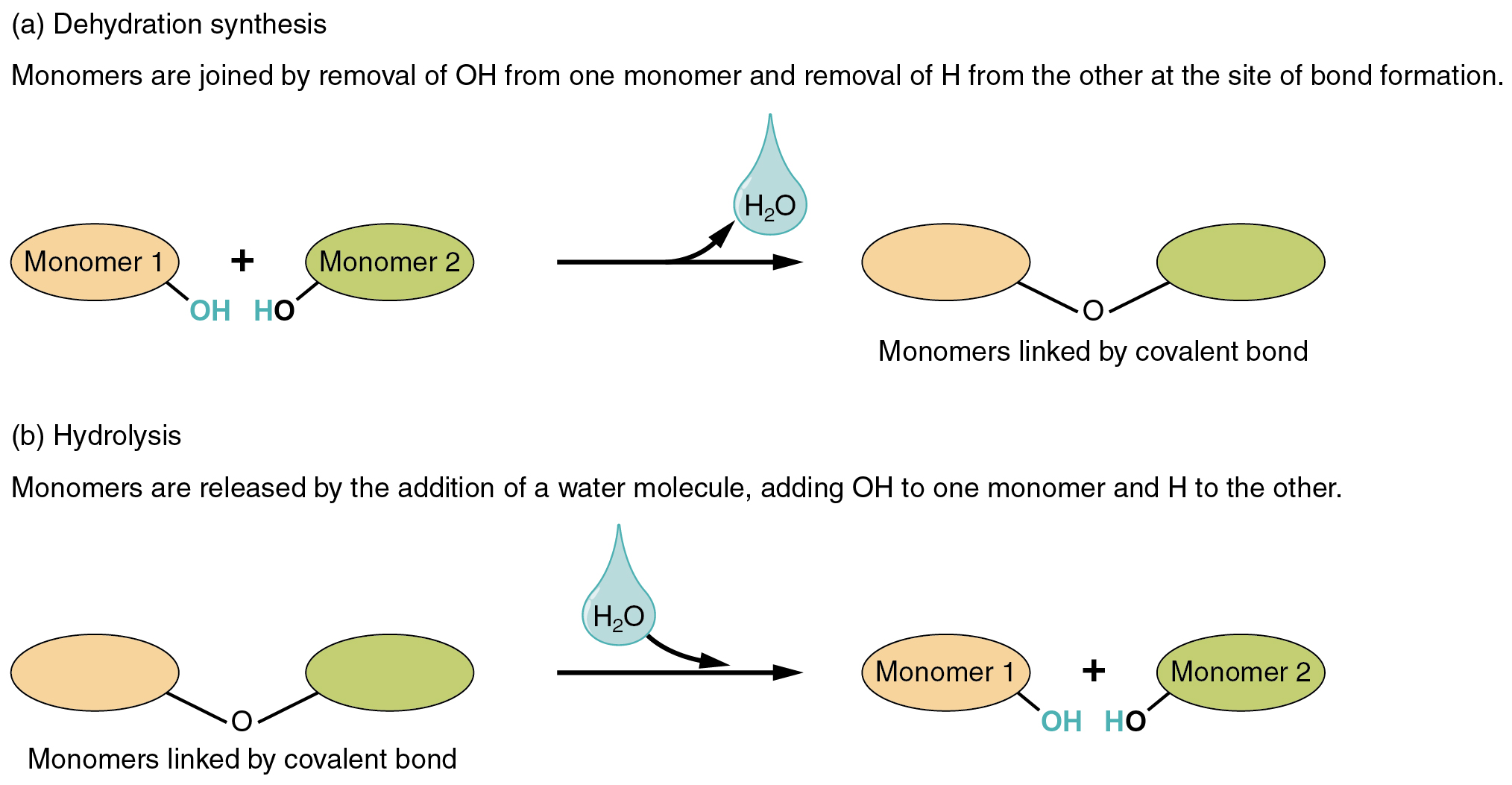 Condensation and hydrolysis reactions