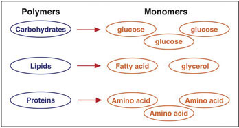 The breakdown of carbohydrates, fats, and proteins