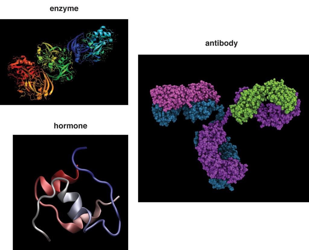 Proteins include hormones, antibodies, and enzymes