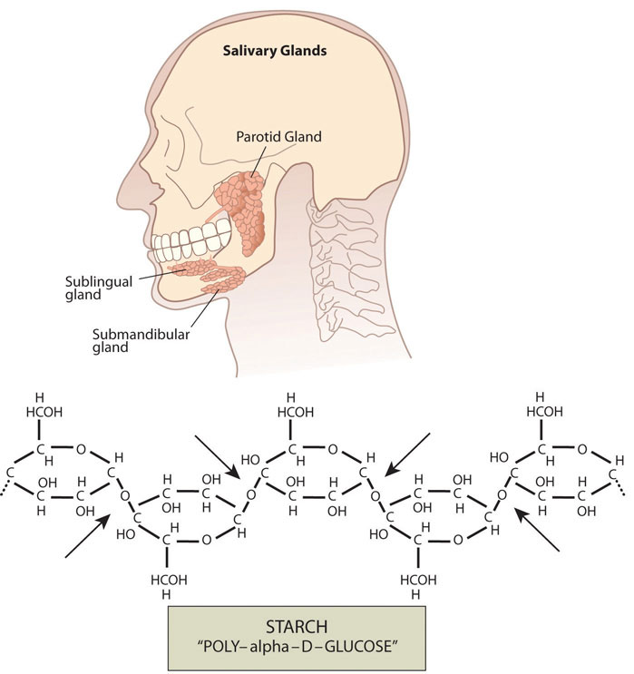 The parotid, submandibular, and sublingual glands