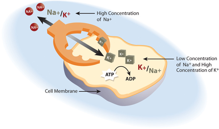 Intracellular and extracellular concentrations of sodium and potassium