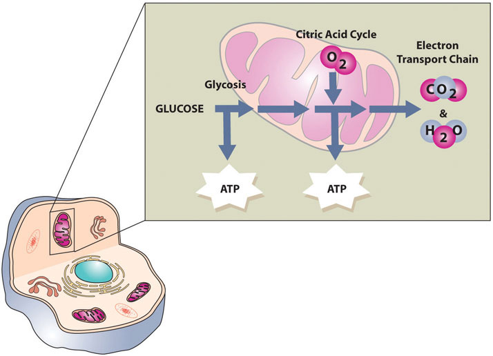 Cellular respiration involves glycolysis, the citric acid cycle, and the electron transport chain