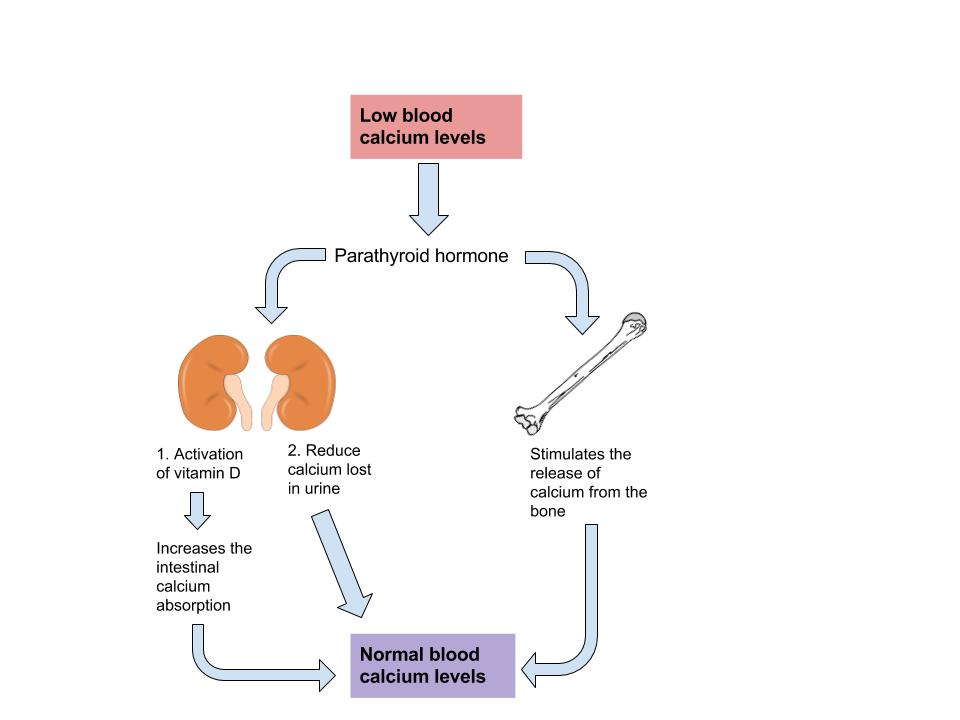 Regulation of blood calcium levels