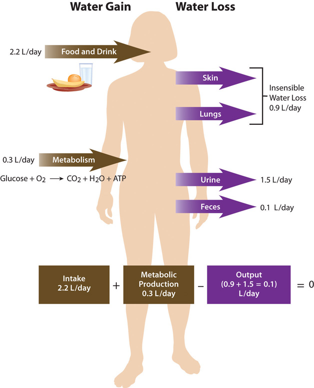 Daily water gain and water loss