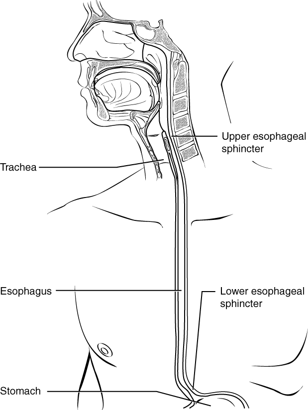 The trachea, esophagus, and its associated sphincters